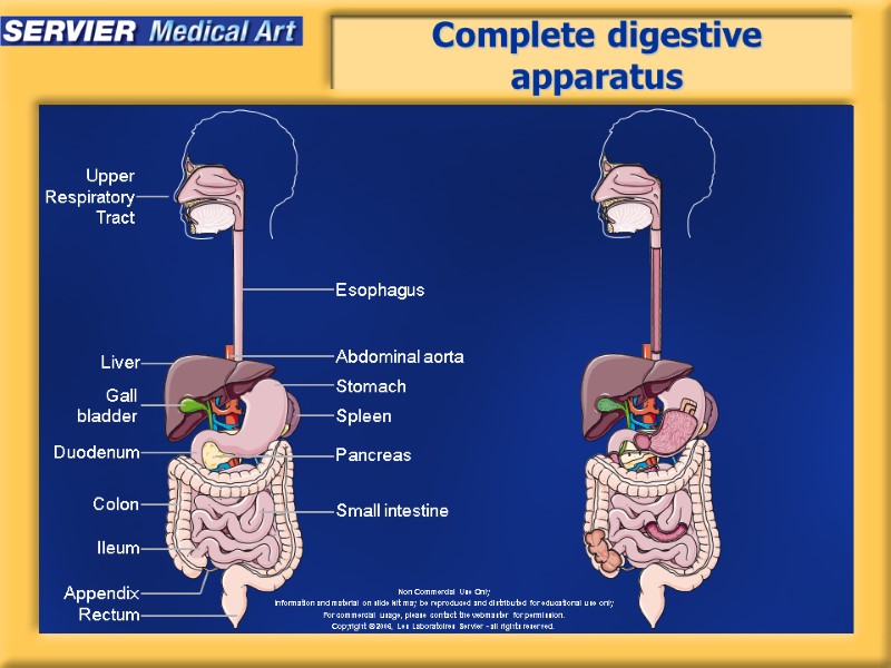 Complete digestive apparatus Esophagus Liver Abdominal aorta Stomach Gall bladder Spleen Pancreas Duodenum Colon